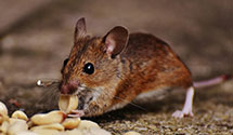 24 Hour & Emergency Exterminators in Wake Forest, NC